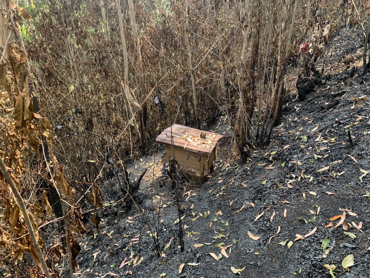 Lubero : un incendie ravageur détruit plus de 100 ruches au...